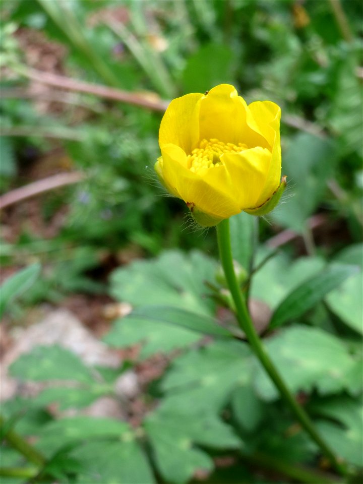 Knolliger Hahnenfuß (Ranunculus bulbosus) im Simbachtal