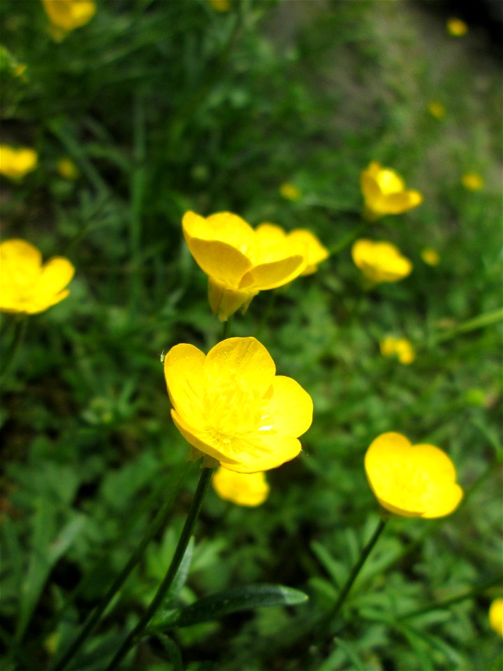 Knolliger Hahnenfuß (Ranunculus bulbosus) in Hockenheim