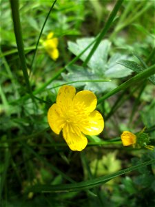 Knolliger Hahnenfuß (Ranunculus bulbosus) in Hockenheim
