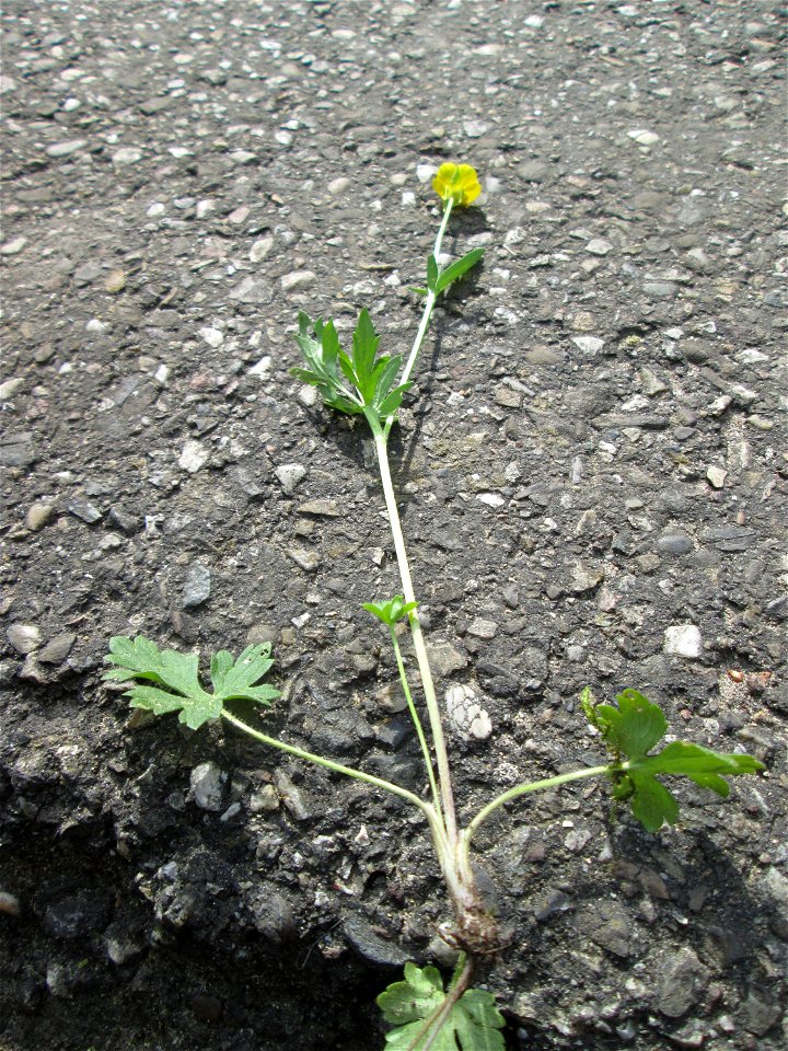 Knolliger Hahnenfuß (Ranunculus bulbosus) in Hockenheim