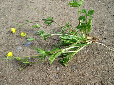 Knolliger Hahnenfuß (Ranunculus bulbosus) auf einer Streuobstwiese in Hockenheim - wenn man ihn ausgräbt sieht man die charakteristische Knolle