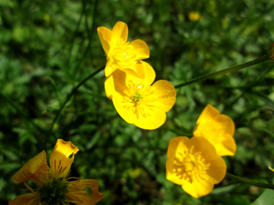 Knolliger Hahnenfuß (Ranunculus bulbosus) in Hockenheim