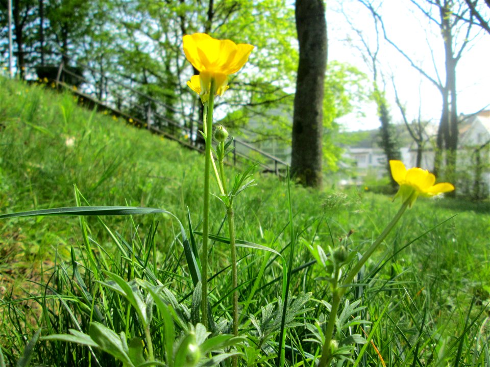 Knolliger Hahnenfuß (Ranunculus bulbosus) am Nußberg (Landschaftsschutzgebiet) in Alt-Saarbrücken