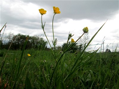 Knolliger Hahnenfuß (Ranunculus bulbosus) kurz vor einem Gewitter im Landschaftsschutzgebiet „Winterberg“ in Sankt Arnual