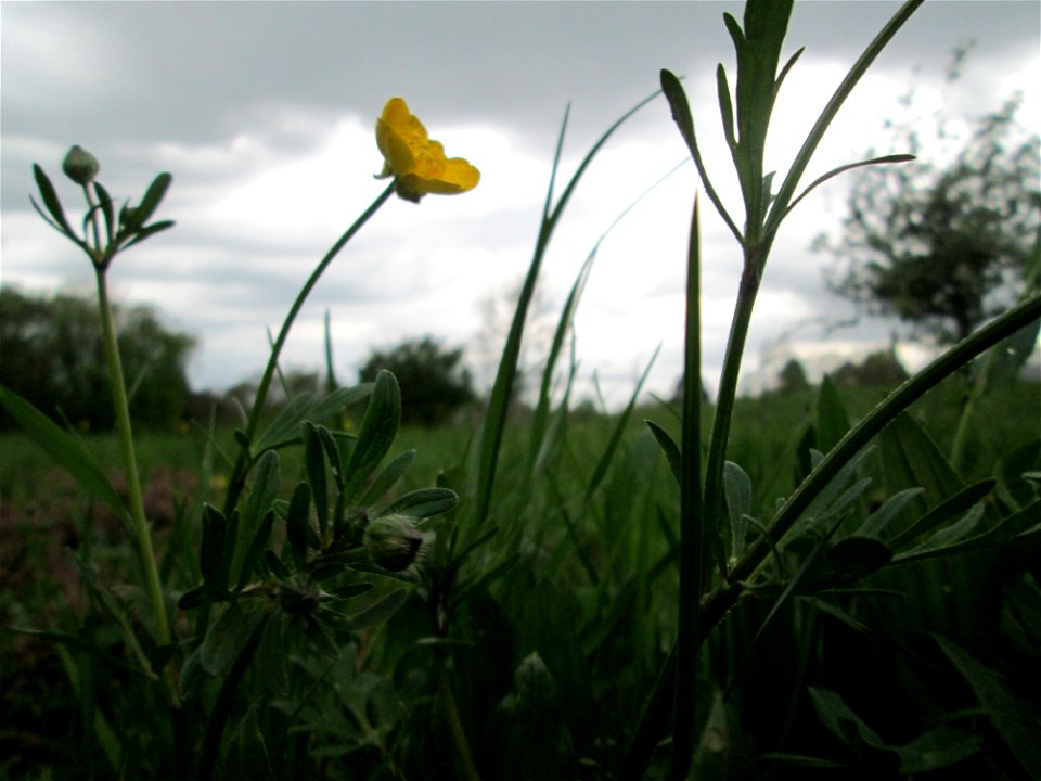 Knolliger Hahnenfuß (Ranunculus bulbosus) kurz vor einem Gewitter im Landschaftsschutzgebiet „Winterberg“ in Sankt Arnual