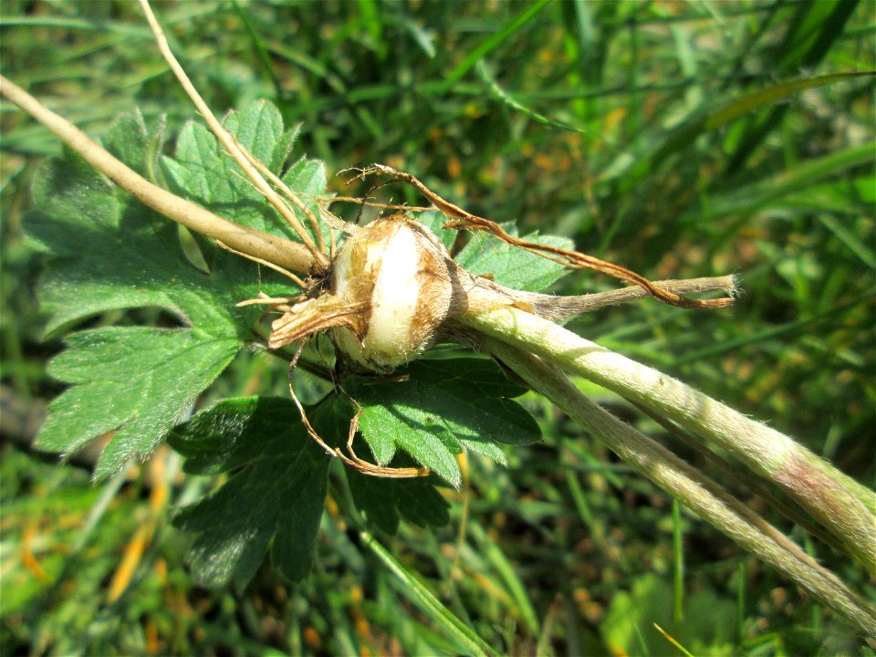 Knolliger Hahnenfuß (Ranunculus bulbosus) am Nußberg (Landschaftsschutzgebiet) in Alt-Saarbrücken
