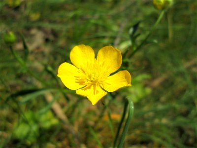Knolliger Hahnenfuß (Ranunculus bulbosus) am Nußberg (Landschaftsschutzgebiet) in Alt-Saarbrücken