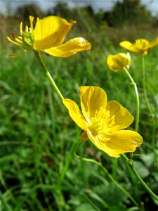 Scharfer Hahnenfuß (Ranunculus acris) bei Reilingen