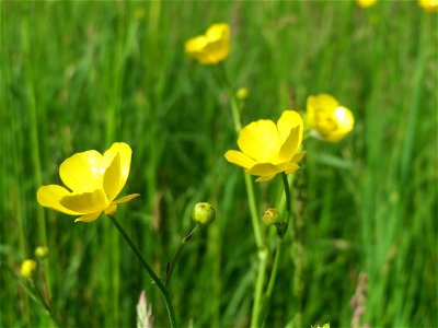 Scharfer Hahnenfuß (Ranunculus acris) in den Horststückern im Landschaftsschutzgebiet Hockenheimer Rheinbogen photo