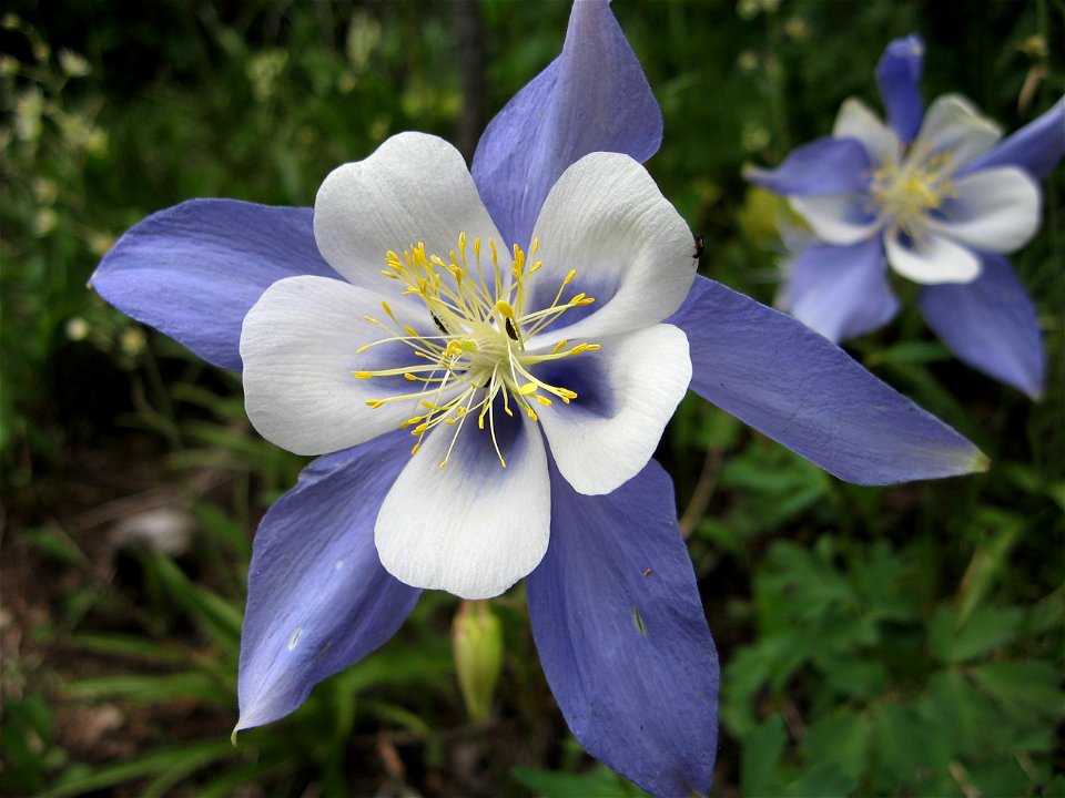 Aquilegia caerulea on the Arapaho Pass trail, Boulder County, Colorado, USA