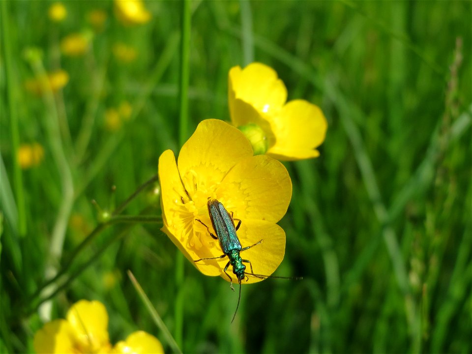 Scharfer Hahnenfuß (Ranunculus acris) in den Horststückern im Landschaftsschutzgebiet Hockenheimer Rheinbogen