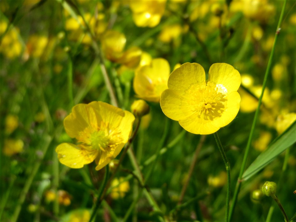 Scharfer Hahnenfuß (Ranunculus acris) im Naturschutzgebiet Bachwiesen/Leopoldswiesen im Hockenheimer Rheinbogen