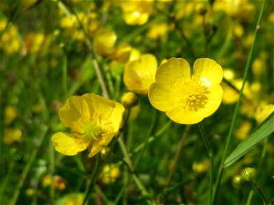 Scharfer Hahnenfuß (Ranunculus acris) im Naturschutzgebiet Bachwiesen/Leopoldswiesen im Hockenheimer Rheinbogen