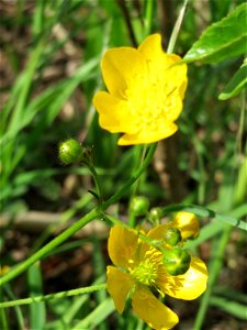 Scharfer Hahnenfuß (Ranunculus acris) im Naturschutzgebiet Bachwiesen/Leopoldswiesen im Hockenheimer Rheinbogen