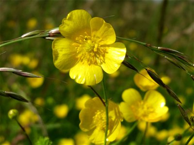 Scharfer Hahnenfuß (Ranunculus acris) im Naturschutzgebiet Bachwiesen/Leopoldswiesen im Hockenheimer Rheinbogen
