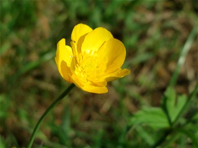 Scharfer Hahnenfuß (Ranunculus acris) am Schalkenmehrener Maar