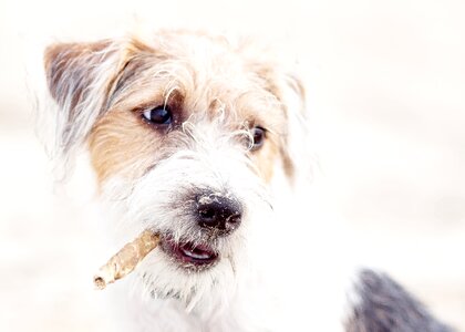 Russel jack russel nature