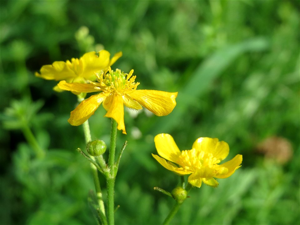 Scharfer Hahnenfuß (Ranunculus acris) im Landesgartenschaupark Hockenheim