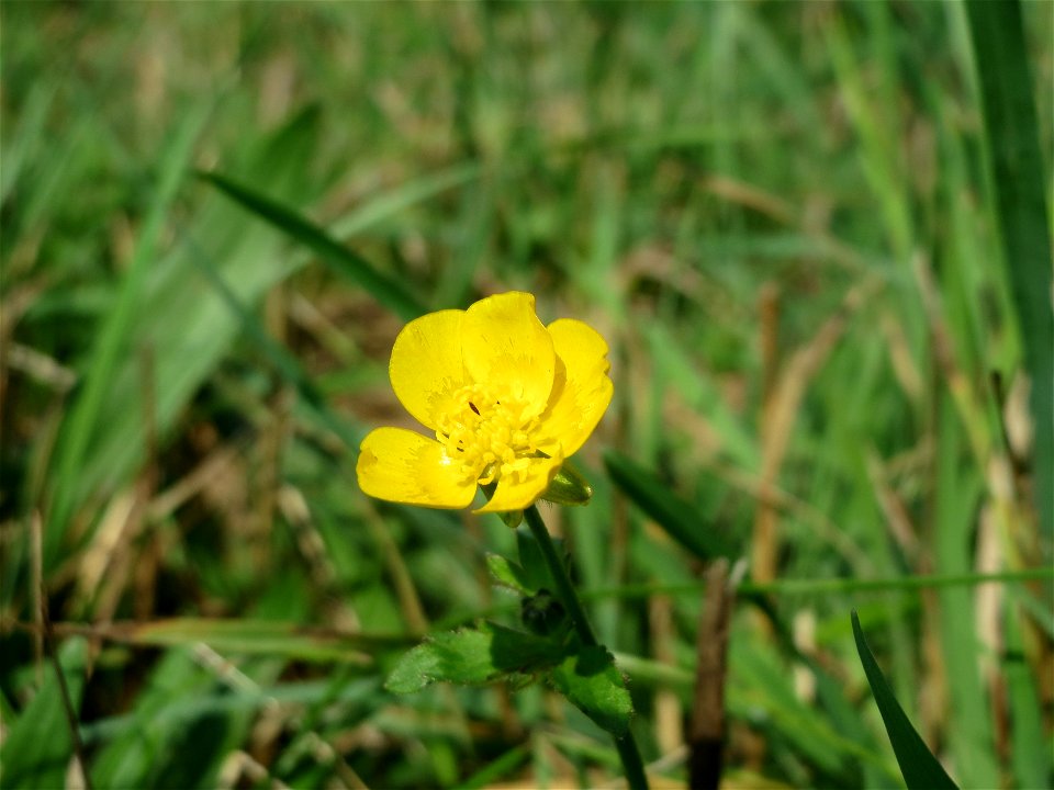 Scharfer Hahnenfuß (Ranunculus acris) im Naturschutzgebiet Mürmes