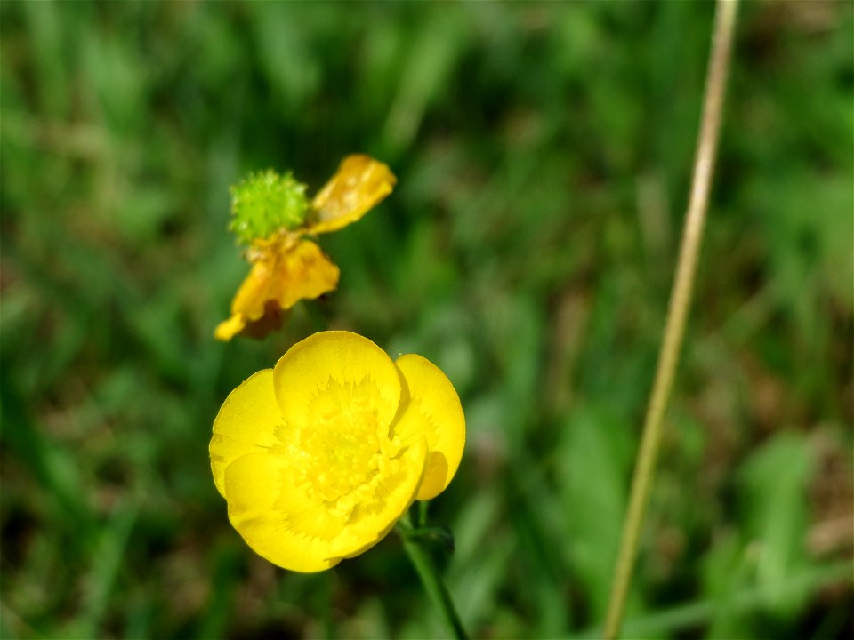 Scharfer Hahnenfuß (Ranunculus acris) im Naturschutzgebiet Mürmes