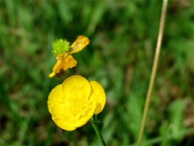 Scharfer Hahnenfuß (Ranunculus acris) im Naturschutzgebiet Mürmes