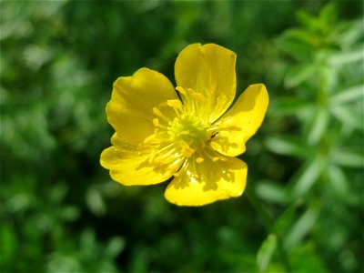 Scharfer Hahnenfuß (Ranunculus acris) im Landesgartenschaupark Hockenheim