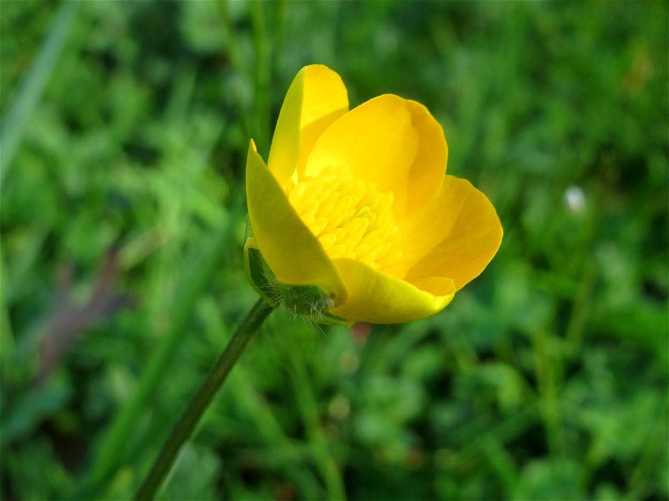 Scharfer Hahnenfuß (Ranunculus acris) im Landesgartenschaupark Hockenheim