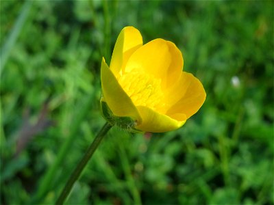 Scharfer Hahnenfuß (Ranunculus acris) im Landesgartenschaupark Hockenheim
