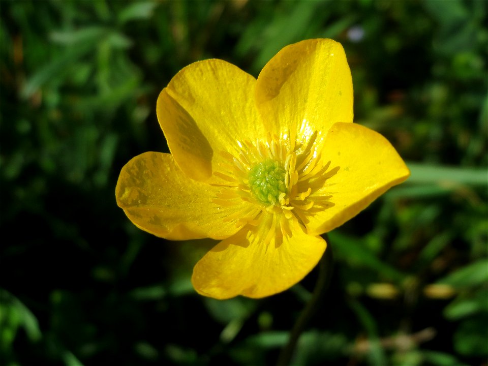 Scharfer Hahnenfuß (Ranunculus acris) im Landesgartenschaupark Hockenheim