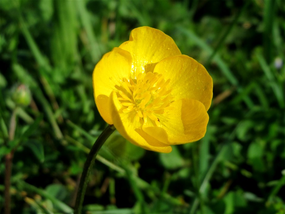 Scharfer Hahnenfuß (Ranunculus acris) im Landesgartenschaupark Hockenheim