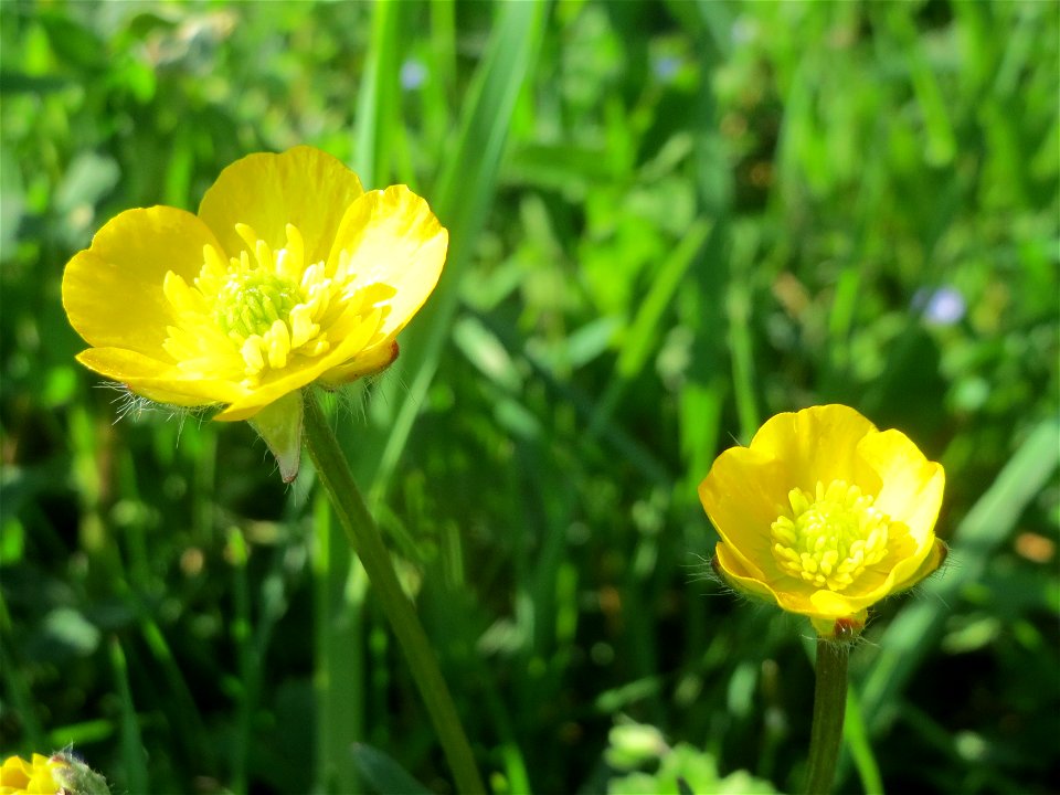 Scharfer Hahnenfuß (Ranunculus acris) im Landesgartenschaupark Hockenheim