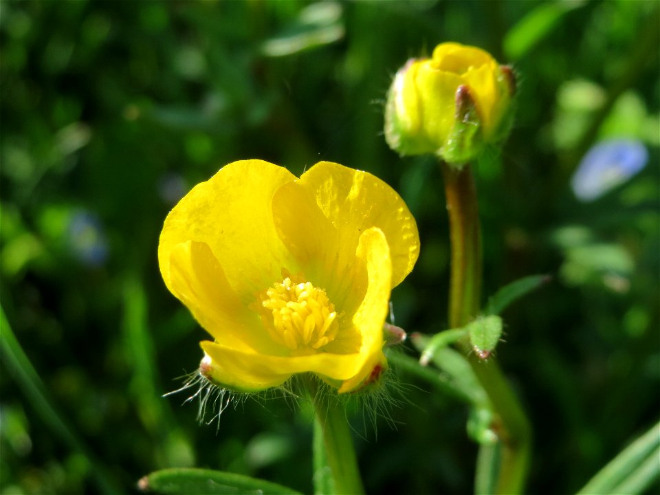 Scharfer Hahnenfuß (Ranunculus acris) im Landesgartenschaupark Hockenheim