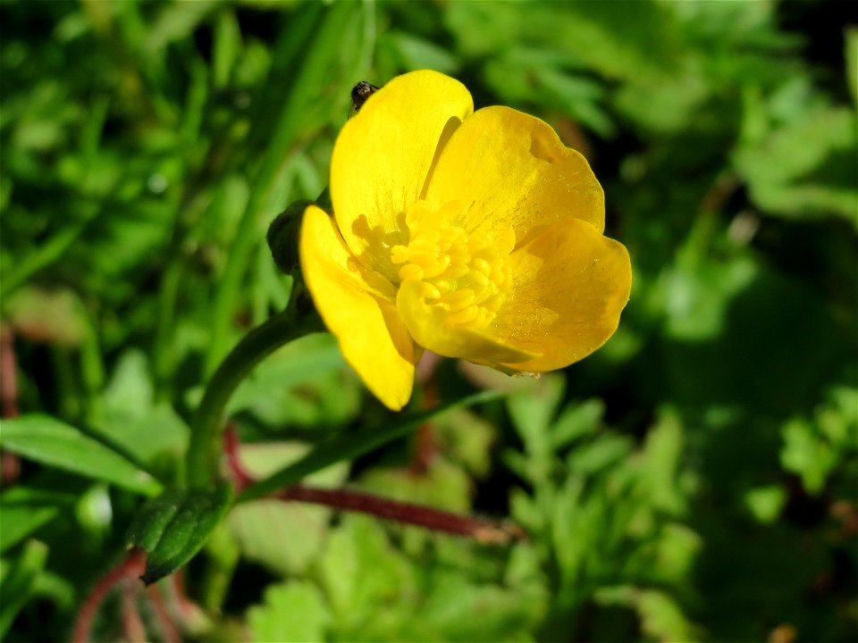 Scharfer Hahnenfuß (Ranunculus acris) am Neckarufer in Heidelberg-Neuenheim