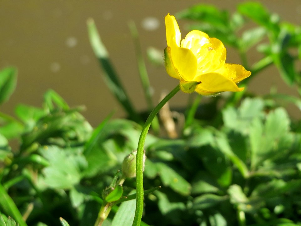 Scharfer Hahnenfuß (Ranunculus acris) am Neckarufer in Heidelberg-Neuenheim