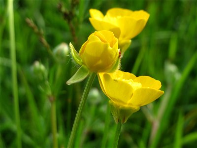 Scharfer Hahnenfuß (Ranunculus acris) im Landesgartenschaupark Hockenheim