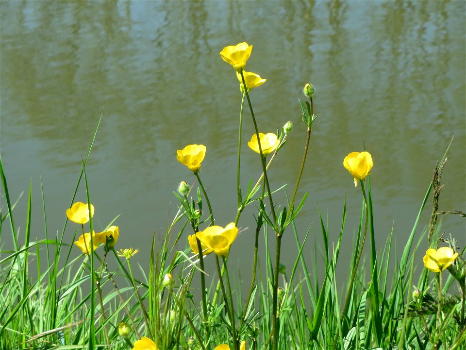 Scharfer Hahnenfuß (Ranunculus acris) am Staden in Saarbrücken