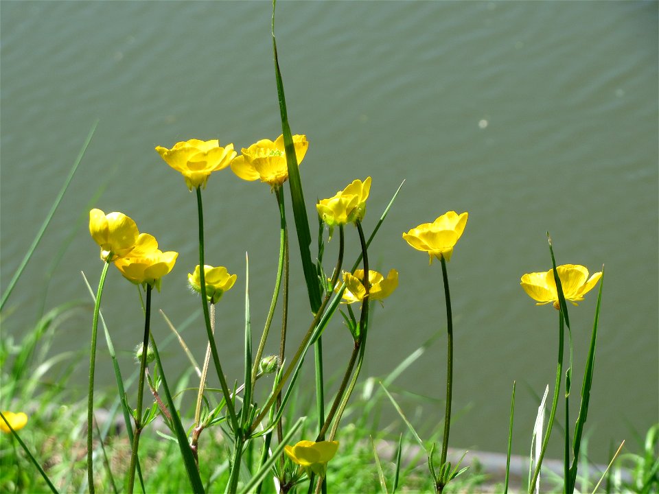 Scharfer Hahnenfuß (Ranunculus acris) am Staden in Saarbrücken