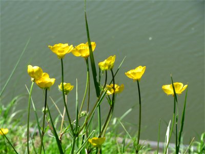 Scharfer Hahnenfuß (Ranunculus acris) am Staden in Saarbrücken