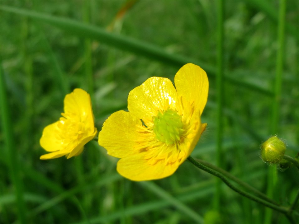 Scharfer Hahnenfuß (Ranunculus acris) im Naturschutzgebiet Bachwiesen/Leopoldswiesen im Hockenheimer Rheinbogen