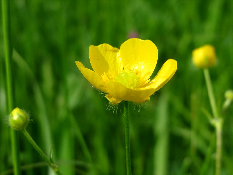 Scharfer Hahnenfuß (Ranunculus acris) im Naturschutzgebiet Bachwiesen/Leopoldswiesen im Hockenheimer Rheinbogen