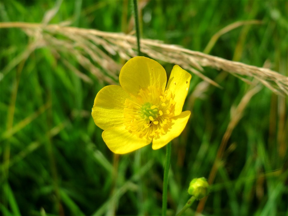 Scharfer Hahnenfuß (Ranunculus acris) im Landschaftsschutzgebiet Hockenheimer Rheinbogen