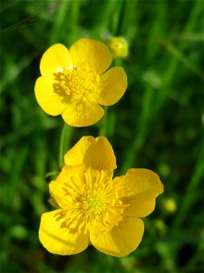 Scharfer Hahnenfuß (Ranunculus acris) im Naturschutzgebiet Bachwiesen/Leopoldswiesen im Hockenheimer Rheinbogen