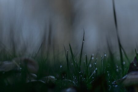 Forest mood bokeh