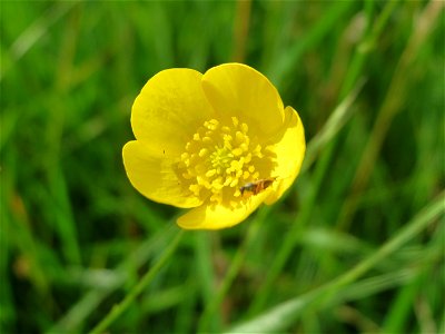 Scharfer Hahnenfuß (Ranunculus acris) im Landschaftsschutzgebiet Hockenheimer Rheinbogen