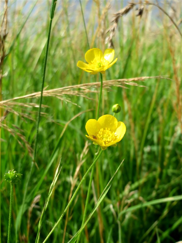 Scharfer Hahnenfuß (Ranunculus acris) im Landschaftsschutzgebiet Hockenheimer Rheinbogen
