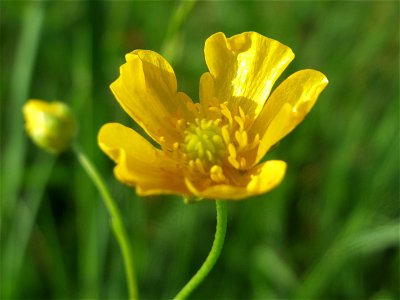 Scharfer Hahnenfuß (Ranunculus acris) bei Hockenheim