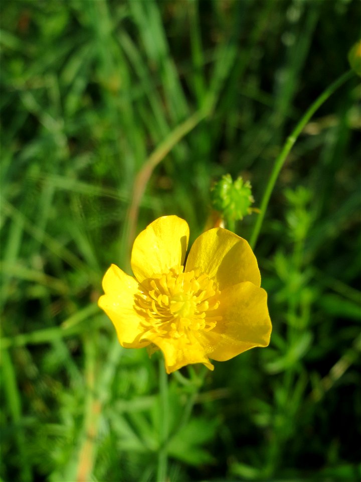Scharfer Hahnenfuß (Ranunculus acris) bei Hockenheim