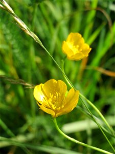 Scharfer Hahnenfuß (Ranunculus acris) bei Hockenheim