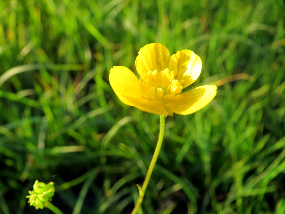 Scharfer Hahnenfuß (Ranunculus acris) in den Horststückern im Hockenheimer Rheinbogen