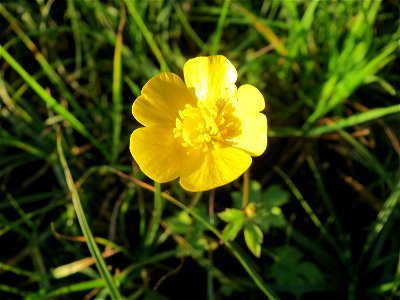 Scharfer Hahnenfuß (Ranunculus acris) in den Horststückern im Hockenheimer Rheinbogen